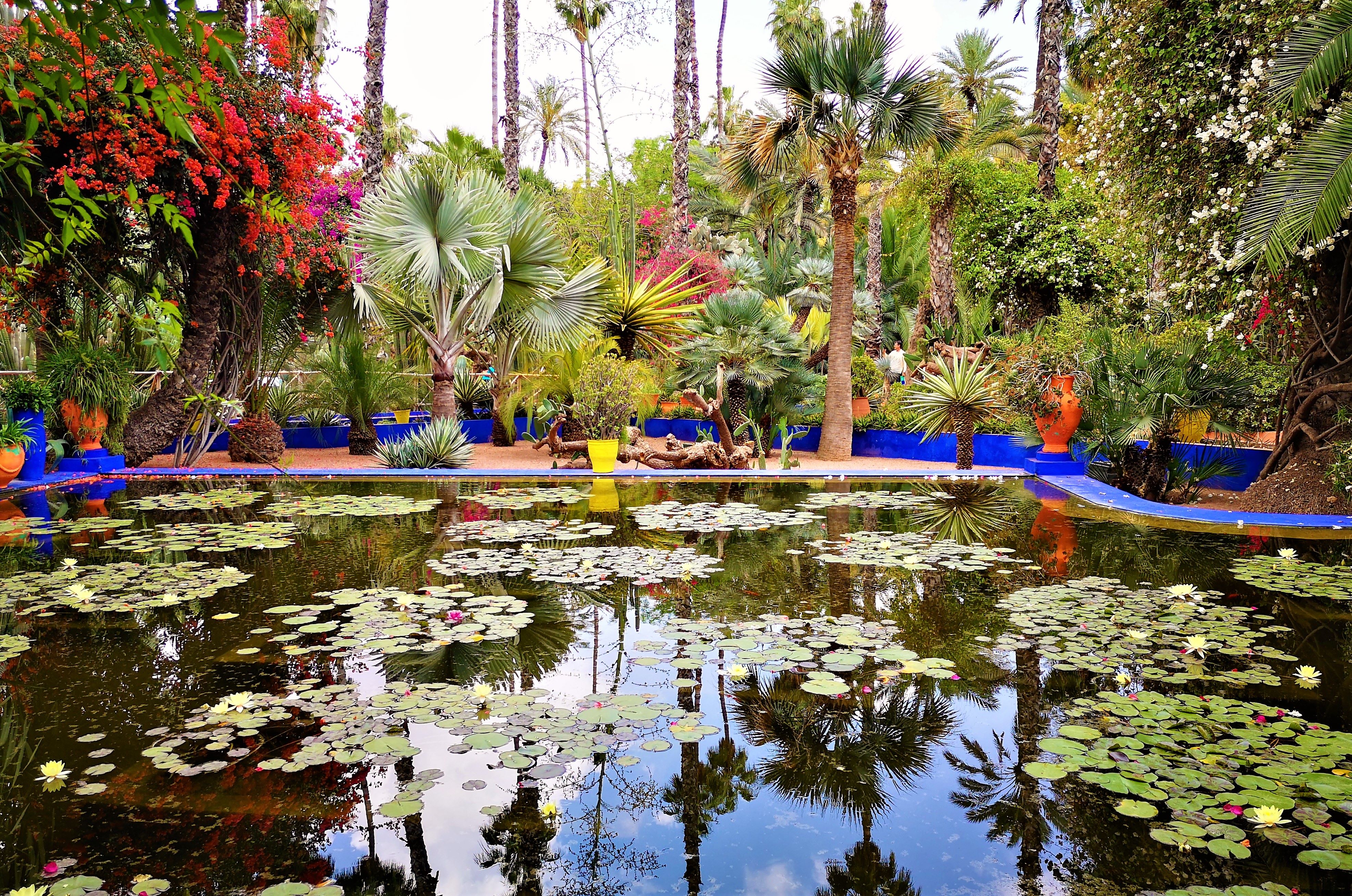 discover-the-majorelle-garden-marrakechs-enchanting-botanical-oasis