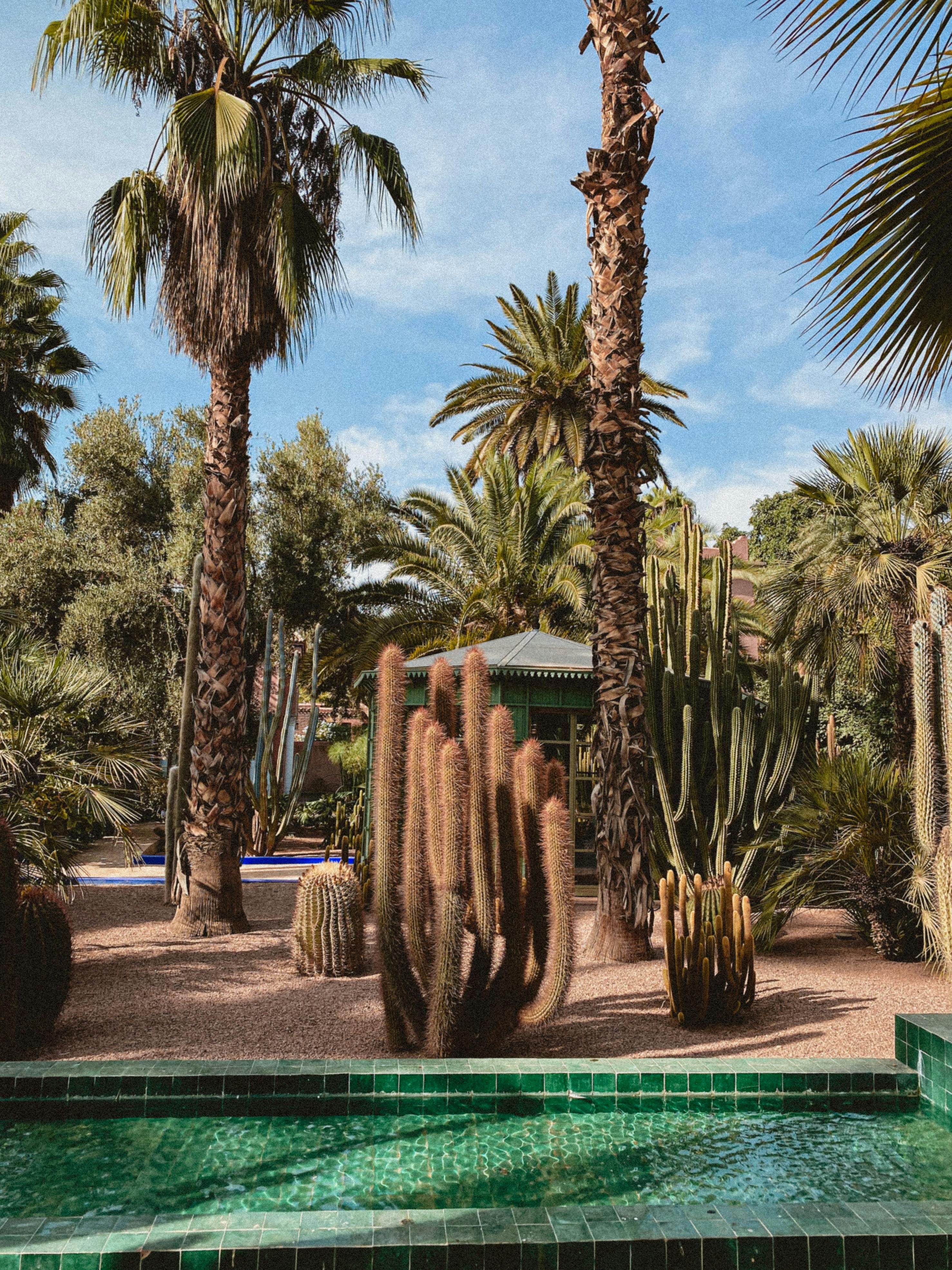 most-instagrammable-spots-in-majorelle-garden-capture-the-magic-of-marrakech