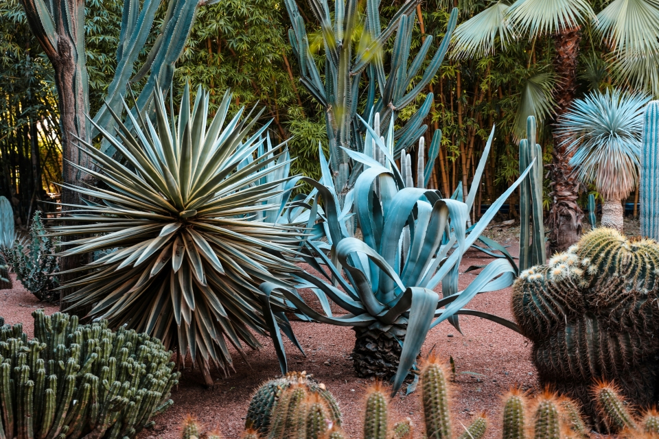 unveiling-majorelle-garden-marrakechs-enchanting-botanical-oasis