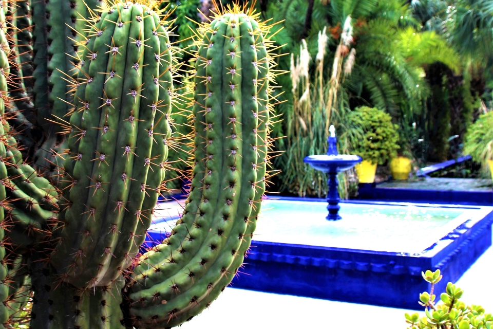 Majorelle Gardens and YSL and Berber Museum  tickets